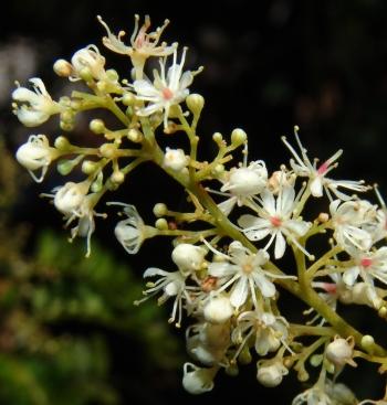 Umtiza listeriana, flowers in autumn (Geoff Nichols).