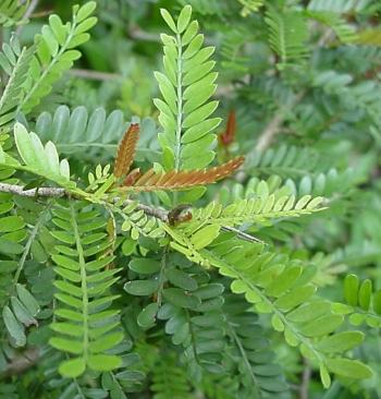 Umtiza listeriana, leaves (Geoff Nichols).
