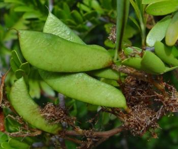 Umtiza listeriana, fruit is a flat, oblong pod, green when fresh. (Geoff Nichols)