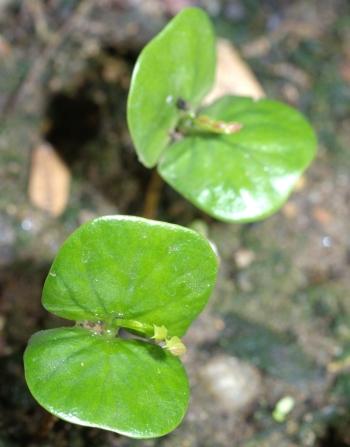Umtiza listeriana seedlings (Geoff Nichols)