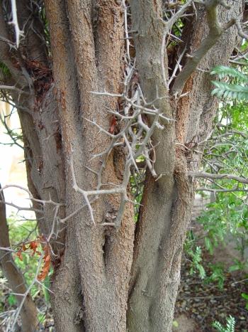 Umtiza listeriana, stem may be deeply fluted (Geoff Nichols).