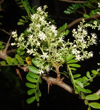 Umtiza listeriana, strongly armed with sharp woody spines (Geoff Nichols).