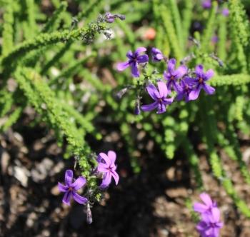 Jamesbrittenia microphylla, habit.