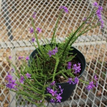 Jamesbrittenia microphylla, in a pot.