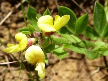 Rhynchosia adenodes (Christeen Grant)