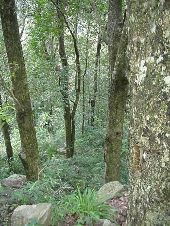 Heywoodia lucens, in Oribi Gorge, KZN. (Geoff Nichols)
