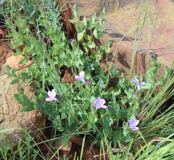 Barleria wilmsiana 