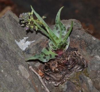 Ledebouria cremnophila growing in a rock crevice. (Mervyn Lӧtter)