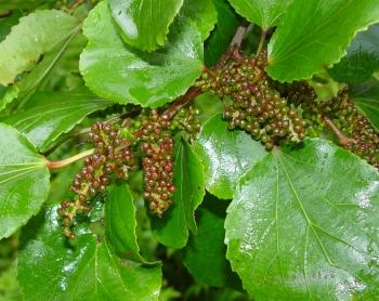 Trimeria grandifolia subsp. grandifolia, in fruit. (Geoff Nichols)