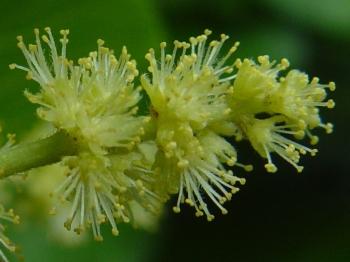Trimeria grandifolia subsp. grandifolia, male flowers. (Geoff Nichols)
