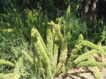 6 Asparagus Fern Seeds - Asparagus densiflorus Meyeri - Great Indoor Plant  or Annual Garden Plant 