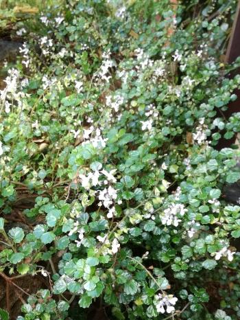Plectranthus lucidus 'Albert' growing in Kirstenbosch.