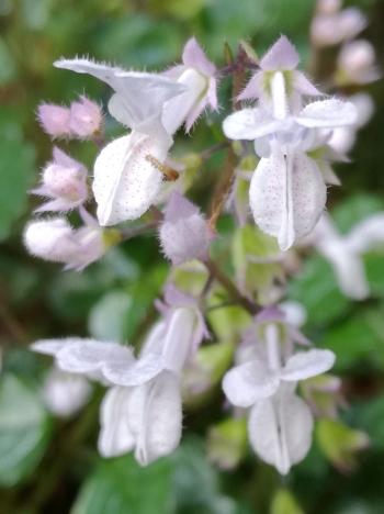 Plectranthus lucidus 'Albert' has white flowers.