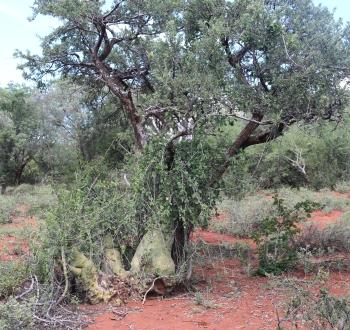 Adenia spinosa growing in the shade of a Boscia albitrunca tree.