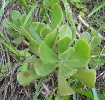 cotyledon egglii plantz africa