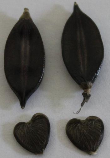 Barleria lichtensteiniana, seed capsule (top) and seed (bottom).