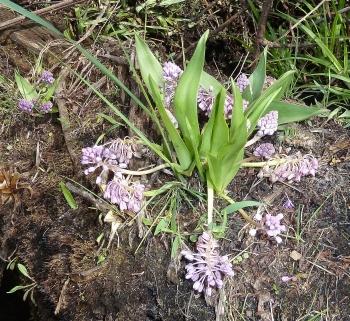 Ledebouria cooperi, Kaapschehoop, Mpumalanga.