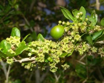 Canthium spinosum, in flower. (Geoff Nichols)