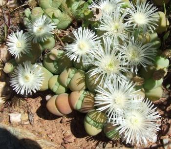 Gibbaeum heathii, white flowers.