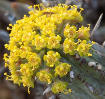 Euphorbia nesemannii, flowers. (Werner Voigt)