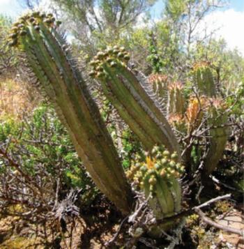 Euphorbia nesemannii, in fruit. (Nick Helme)
