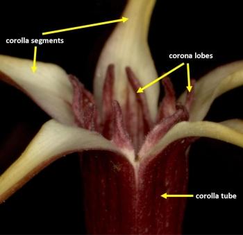 Close-up of the mouth of a flower showing the corolla segments and tube and also the paired tooth-like corona lobes at the base of each segment.