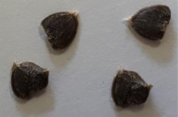 Barleria rigida var. rigida, seeds.