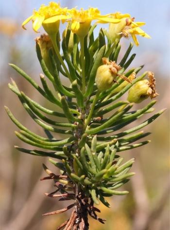 Euryops linifolius in habitat. (Nick Helme)
