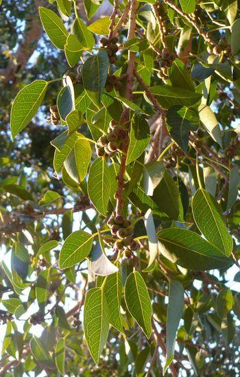 Close up of the leaves and reddish fruit of Ficus cordata (Okakora Kloof, Kaokoveld, Namibia).