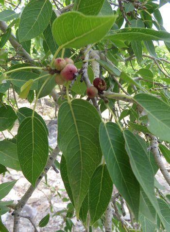 Close-up of Ficus cordata in fruit (Okakora Spring, Kaokoveld, Namibia).