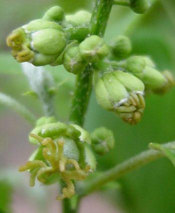 Croton megalobotrys, female flowers. (Geoff Nichols)