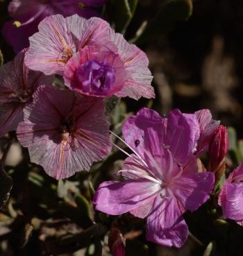 Limonium capense, salver-shaped, persistent and papery calyces.