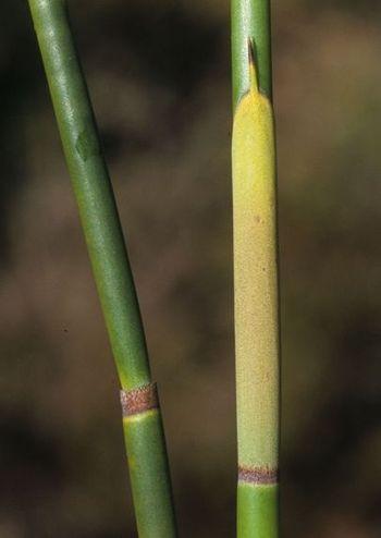 Askidiosperma andreaeanum, showing the sheath on the culm on the right. (H.P. Linder) 