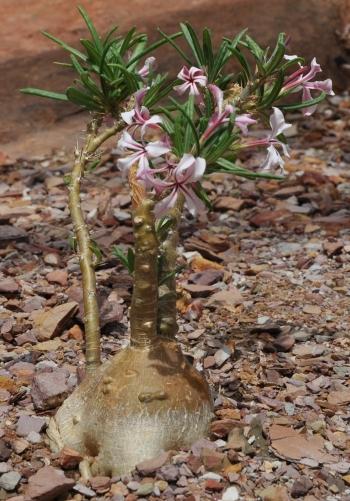 Pachypodium succulentum, in flower in the Kirstenbosch Conservatory.