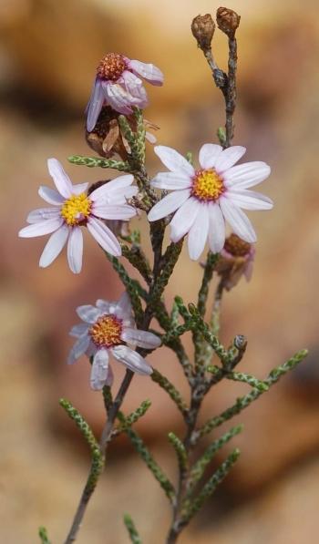 Phymaspermum appressum 