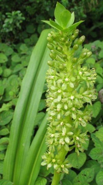 Eucomis pallidiflora subsp. pallidiflora (Neil Crouch)