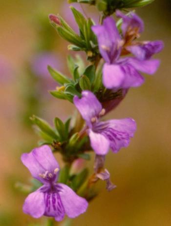 Dyschoriste rogersii (SANBI slide)