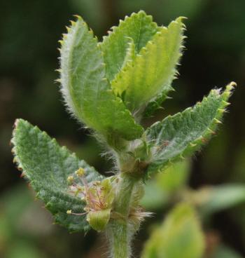 Cliffortia odorata