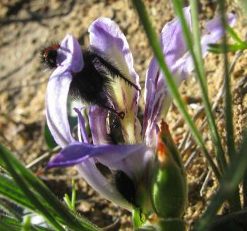 A monkey beetle in the flower of Babiana sambucina subsp. sambucina.