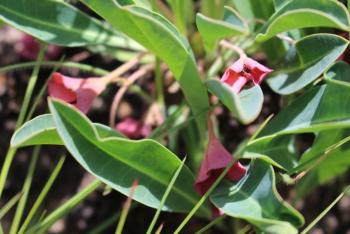 Euphorbia bupleurifolia, mature flowers turn pink.