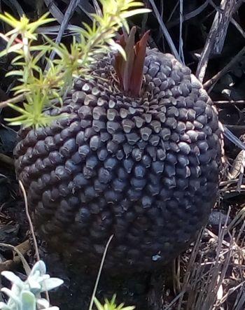 Euphorbia bupleurifolia, putting out new leaves.