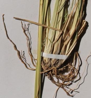 Sporobolus africanus 
