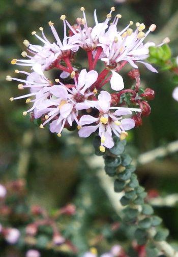 Agathosma orbicularis, flowers and leaves.