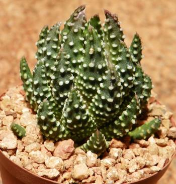 Species of Tulista do well as potplants. (S.D. Gildenhuys)
