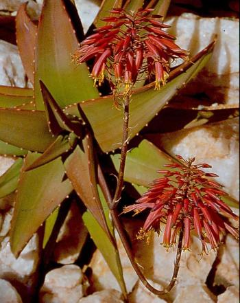 Aloe dabenorisana in flower at the Hester Malan Wildflower Reserve near Springbok.