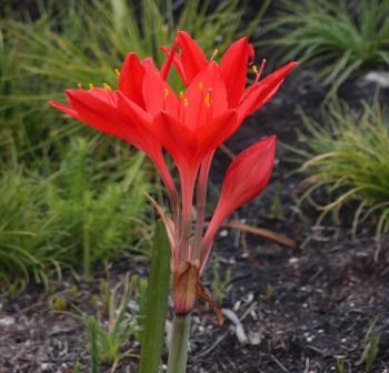 Cyrtanthus elatus in habitat, southern Cape. (Photo Hildegard Crous)