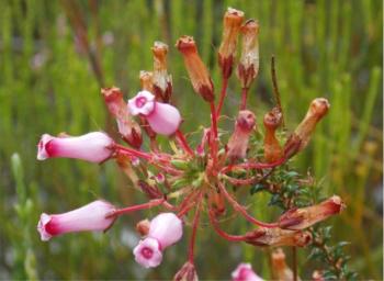 Erica retorta, older inflorescence with dried flowers.