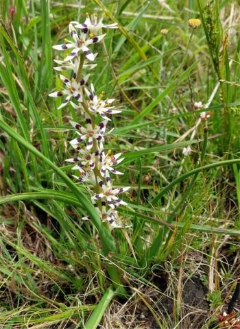 Wurmbea elatior growing in habitat