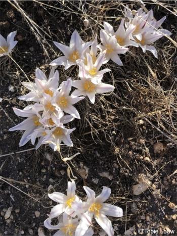 Gethyllis afra in habitat. Photo Tobie Louw
