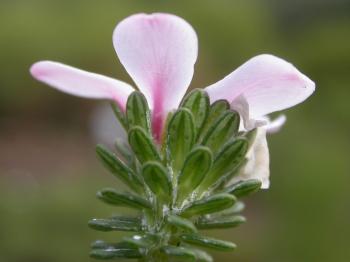 Reverse of the petals is flushed pink